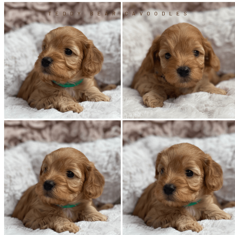 We are Cavoodle Breeders & Toy Poodle Breeders in Sydney NSW. Our Puppies are loved and cared for by our family. Each puppy for sale has their own loving nature