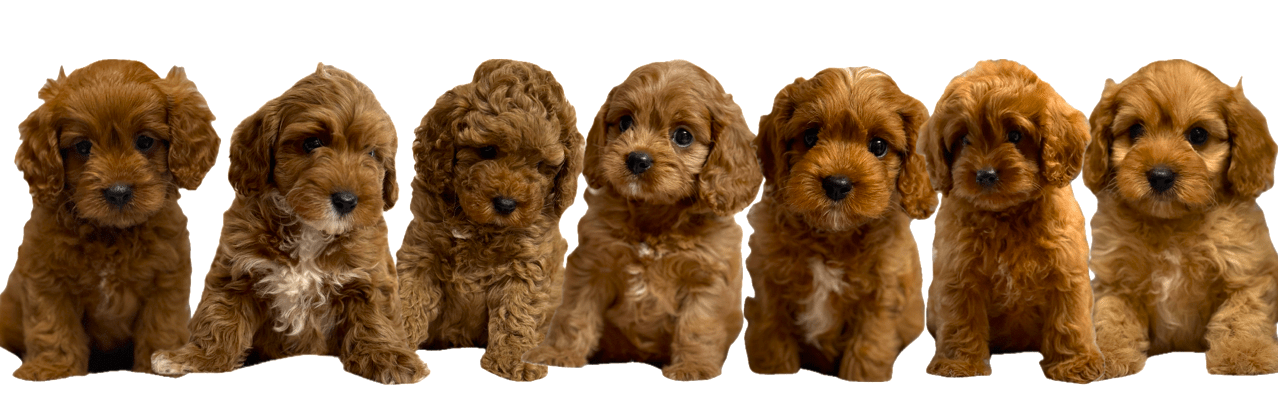 Cavoodle Puppies for Sale. Cavoodle for Sale. Teddy Bear Cavoodles is a Registered Ethical, Vet Audited Toy Cavoodle Dog Breeder in Sydney NSW RightPaw Verified