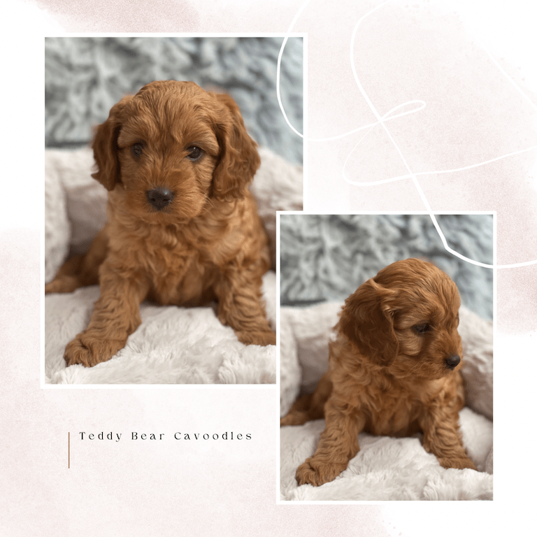 We are Cavoodle Breeders & Toy Poodle Breeders in Sydney NSW. Our Puppies are loved and cared for by our family. Each puppy for sale has their own loving nature