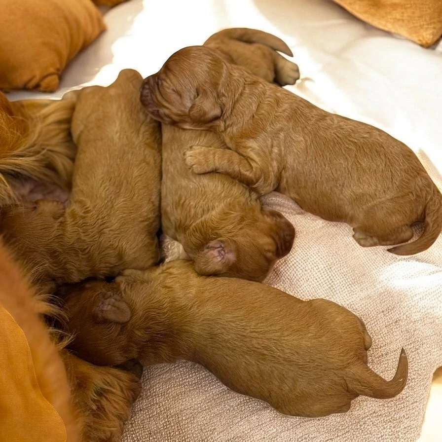 Cavoodle Puppies for Sale. Cavoodle for Sale. Teddy Bear Cavoodles is a Registered Ethical, Vet Audited Toy Cavoodle Dog Breeder in Sydney NSW RightPaw Verified