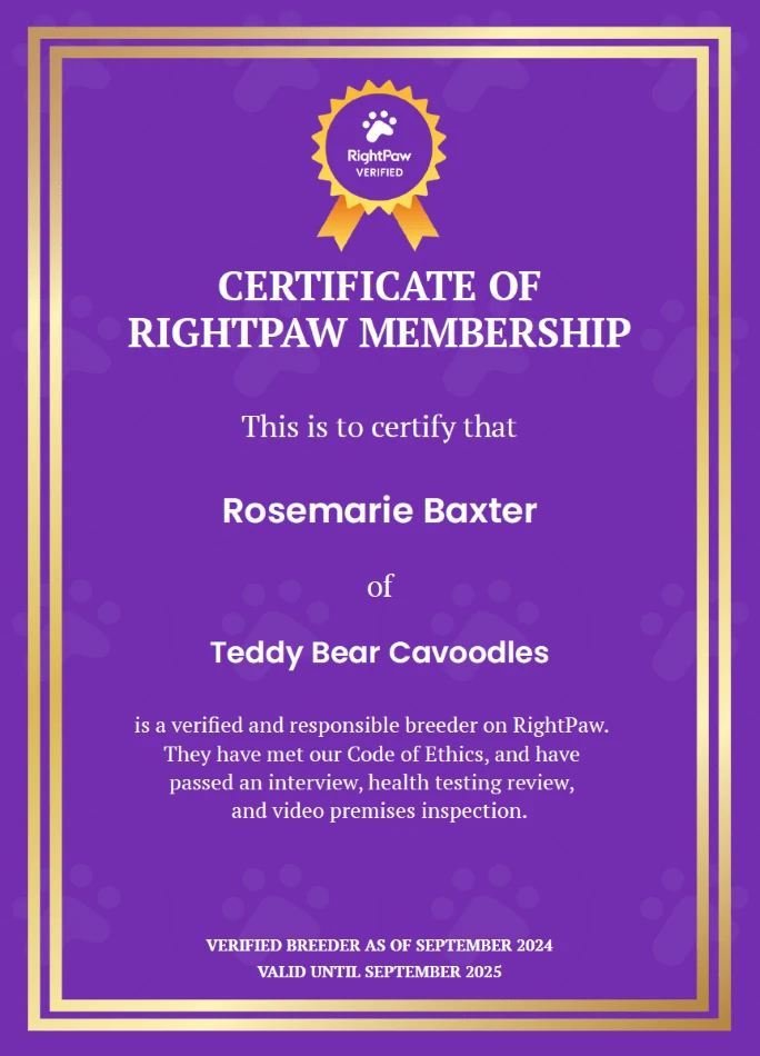 Cavoodle Puppies for Sale. Cavoodle for Sale. Teddy Bear Cavoodles is a Registered Ethical, Vet Audited Toy Cavoodle Dog Breeder in Sydney NSW RightPaw Verified